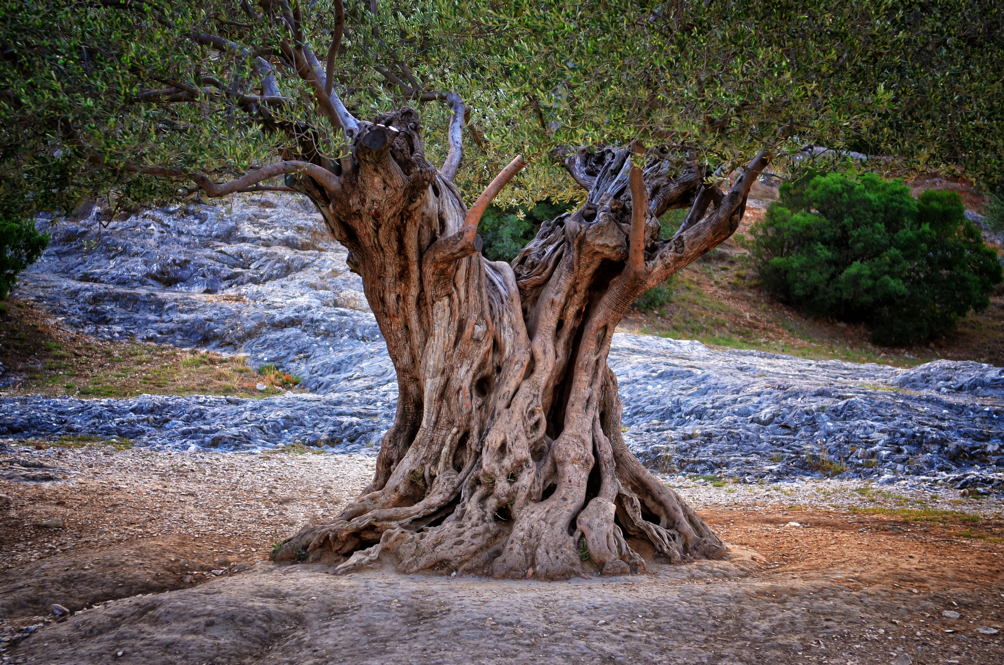 Sacred Trees of Crete